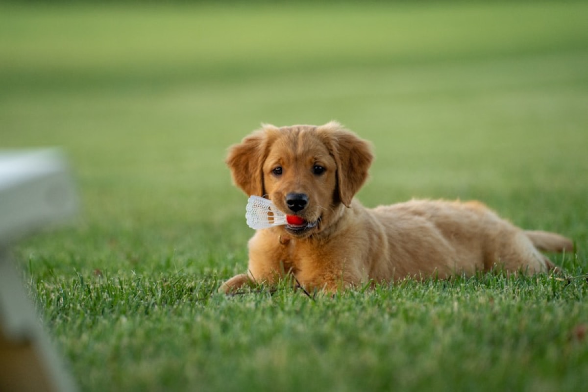 A dog settled calmly on grass