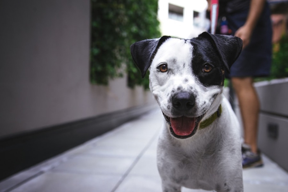 A dog working at heel beside its handler